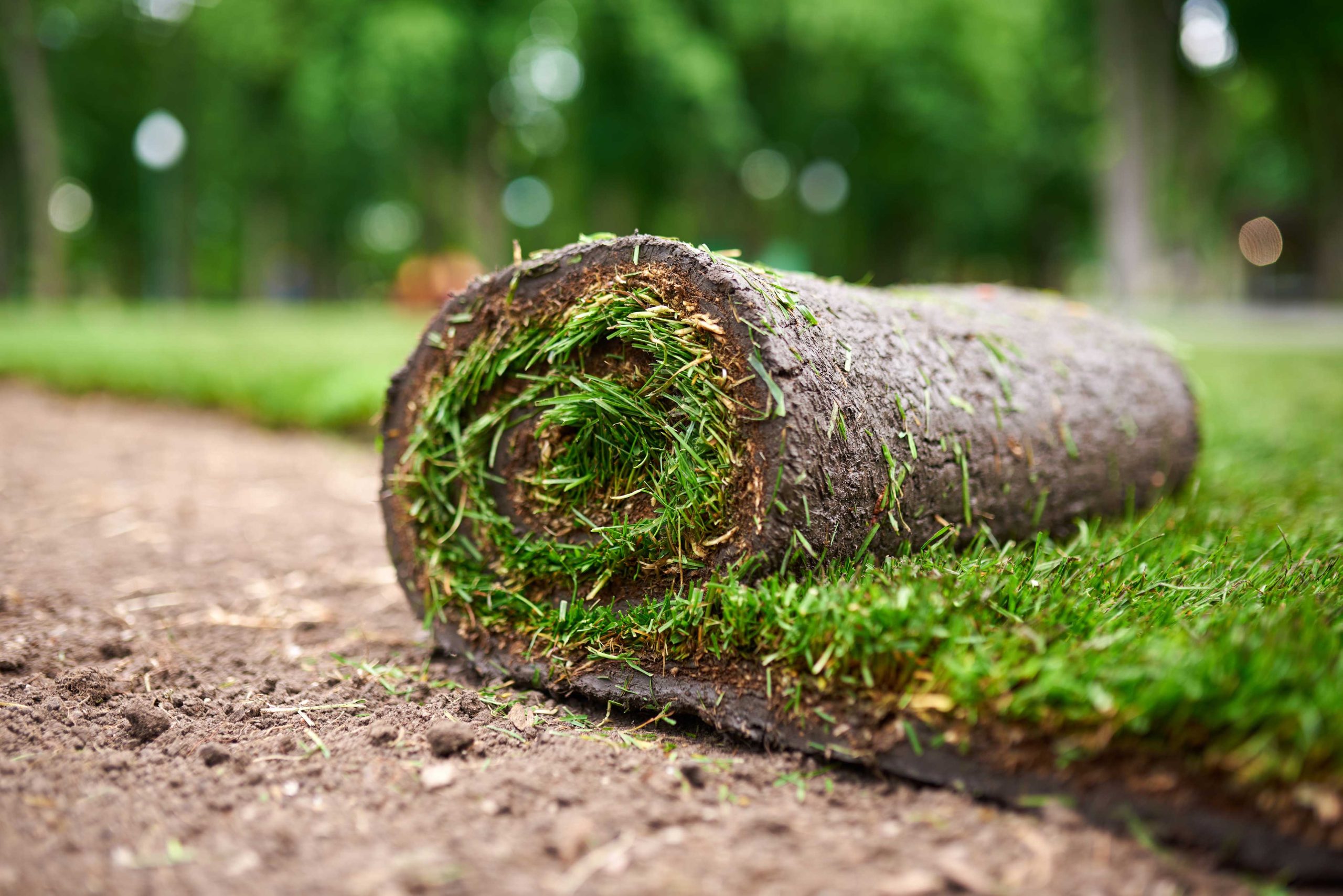 How Long Does Sod Last? Tips for Maintaining a Lush Lawn.